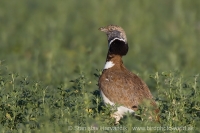 Drop malý - Tetrax tetrax - Little Bustard