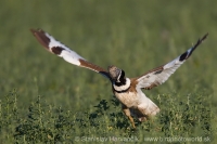 Drop malý - Tetrax tetrax - Little Bustard