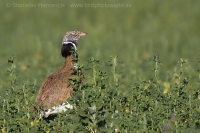 Drop malý - Tetrax tetrax - Little Bustard