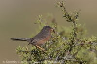 Penica hnedá -Sylvia undata - Dartford Warbler