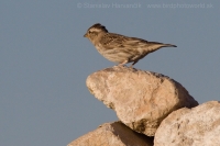 Skalník žltohrdlý - Petronia petronia - Rock Sparrow