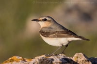 Skaliarik sivý - Oenanthe oenanthe - Northern Wheatear