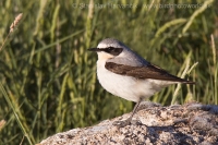 Skaliarik sivý - Oenanthe oenanthe - Northern Wheatear