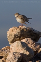 Škovran stepný - Melanocorypha calandra - Calandra Lark