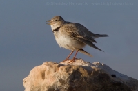 Škovran stepný - Melanocorypha calandra - Calandra Lark