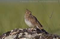 Pipíška vavrínová - Galerida theklae - Thekla Lark