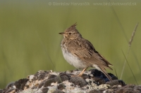 Pipíška vavrínová - Galerida theklae - Thekla Lark