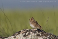 Pipíška vavrínová - Galerida theklae - Thekla Lark