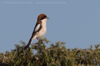 Strakoš červenohlavý - Lanius senator - Woodchat Shrike