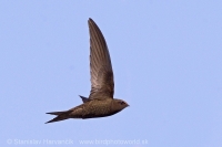 Dážďovník plavý - Apus pallidus - Pallid Swift