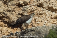 Orol jastrabovitý - Aquila fasciata - Bonellis´Eagle