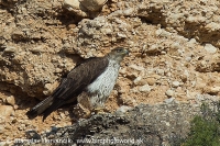 Orol jastrabovitý - Aquila fasciata - Bonellis´Eagle