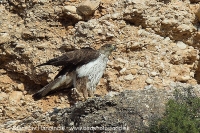Orol jastrabovitý - Aquila fasciata - Bonellis´Eagle