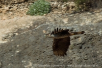 Orol jastrabovitý - Aquila fasciata - Bonellis´Eagle