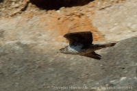 Orol jastrabovitý - Aquila fasciata - Bonellis´Eagle