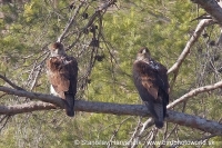 Orol jastrabovitý - Aquila fasciata - Bonellis´Eagle