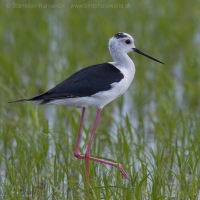 Šišila bocianovitá - Himantopus himantopus - Black-winget Stilt