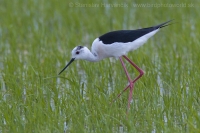 Šišila bocianovitá - Himantopus himantopus - Black-winget Stilt