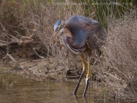 Volavka purpurová - Ardea purpurea - Purple Heron