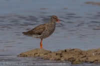 Kalužiak červenonohý - Tringa totanus - Common Redshank