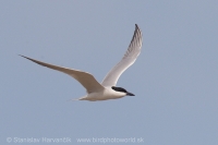 Rybárka krátkozobá - Gelochelidon nilotica - Gull-billed Tern