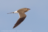 Prieložník stepný - Glareola pratincola - Collared Pratincole