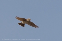 Škovránka malá - Calandrella rufescens - Lesser Short-toed Lark