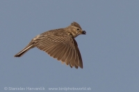 Škovránka malá - Calandrella rufescens - Lesser Short-toed Lark