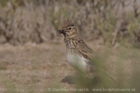 Škovránka malá - Calandrella rufescens - Lesser Short-toed Lark
