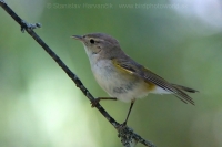 Kolibiarik horský - Phylloscopus bonelli - Western Bonelli´s Warbler
