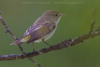 Kolibiarik horský - Phylloscopus bonelli - Western Bonelli´s Warbler