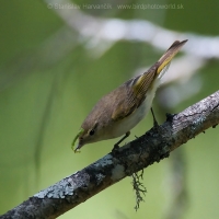 Kolibiarik horský - Phylloscopus bonelli - Western Bonelli´s Warbler