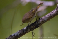 Kolibiarik horský - Phylloscopus bonelli - Western Bonelli´s Warbler