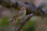 Kolibiarik horský - Phylloscopus bonelli - Western Bonelli´s Warbler