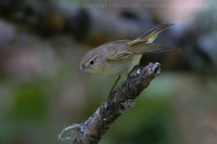 Kolibiarik horský - Phylloscopus bonelli - Western Bonelli´s Warbler