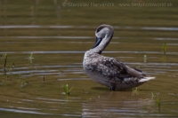 Kačica úzkozobá - Marmaronetta angustirostris - Marbled Duck