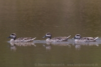 Kačica úzkozobá - Marmaronetta angustirostris - Marbled Duck