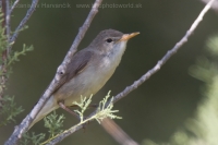 Sedmohlások širokozobý - Iduna opaca - Isabelline Warbler