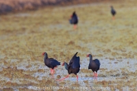 Sultánka purpurová - Porphyrio porphyrio - Purple Swamphen
