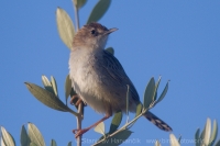 Cistovník ryšavý - Cisticola juncidis - Zitting Cisticola