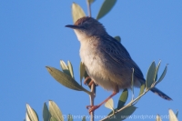 Cistovník ryšavý - Cisticola juncidis - Zitting Cisticola