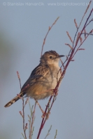 Cistovník ryšavý - Cisticola juncidis - Zitting Cisticola