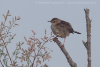 Cistovník ryšavý - Cisticola juncidis - Zitting Cisticola
