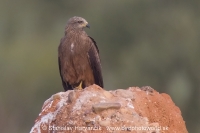 Haja tmavá - Milvus migrans - Black Kite