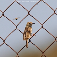 Cistovník ryšavý - Cisticola juncidis - Zitting Cisticola