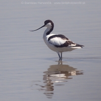 Šabliarka modronohá - Recurvirostra avosetta - Pied Avocet