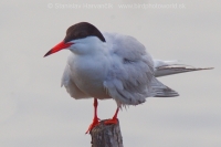 Rybár riečny - Sterna hirundo - Common Tern
