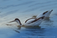 Šabliarka modronohá - Recurvirostra avosetta - Pied Avocet