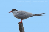 Rybár riečny - Sterna hirundo - Common Tern