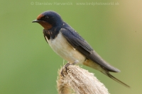 Lastovička obyčajná - Hirundo rustica - Barn Svallow